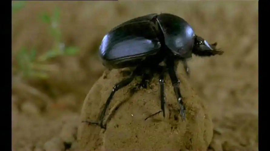 重要地下害虫,就分布之广,危害之重而言,在金龟子类中逐渐上升到首位