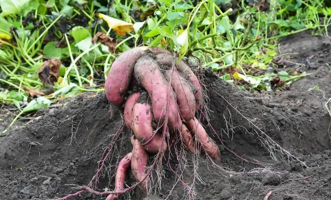 红薯是一种根茎类作物,是富含营养的植物之一.