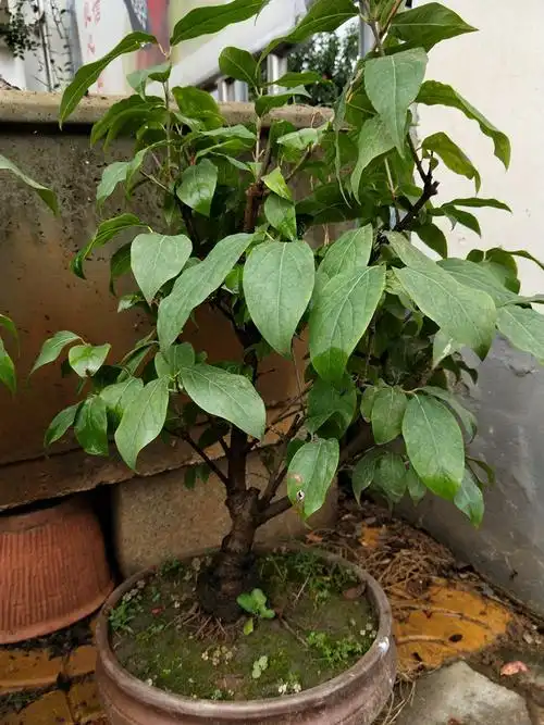 腊梅腊梅树苗 腊梅盆景 素心腊梅 盆栽嫁接腊梅花冬季开花植物