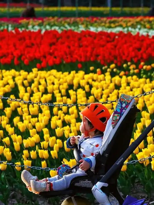 惊艳震撼大宁公园50万株郁金香郁你邂逅