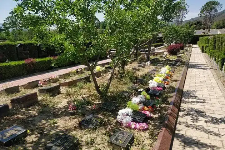 树葬有什么优点北京树葬陵园推荐