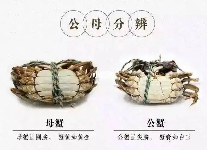 6015科普时间6015 认识下大闸蟹的公母:公蟹的肚子是三角形