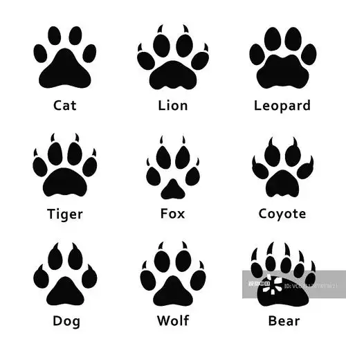 狐狸狼熊狮子美洲豹猫脉搏图标签标志插画展开全部关键词相似图查看