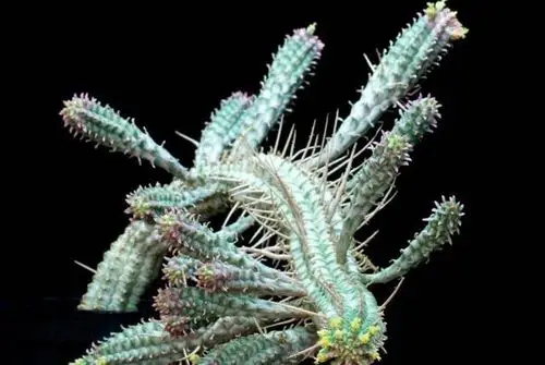 相信喜欢多肉的你对大戟科一定不会陌生,大戟科是被子植物门,双子叶