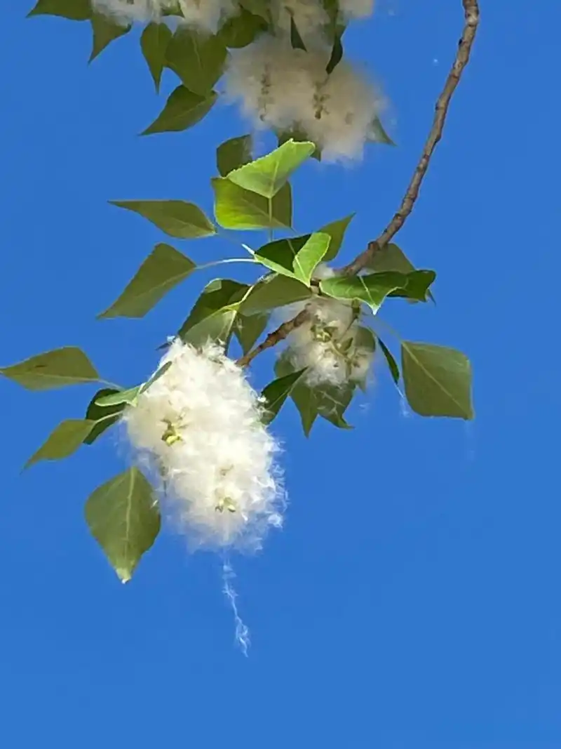 杨花风弄,鹅毛天剪.杨絮柳絮飞扬