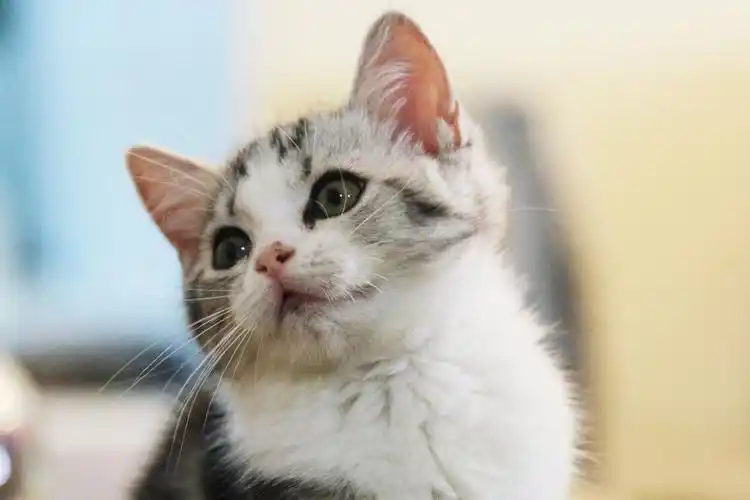 标题:喜欢摇头的猫!