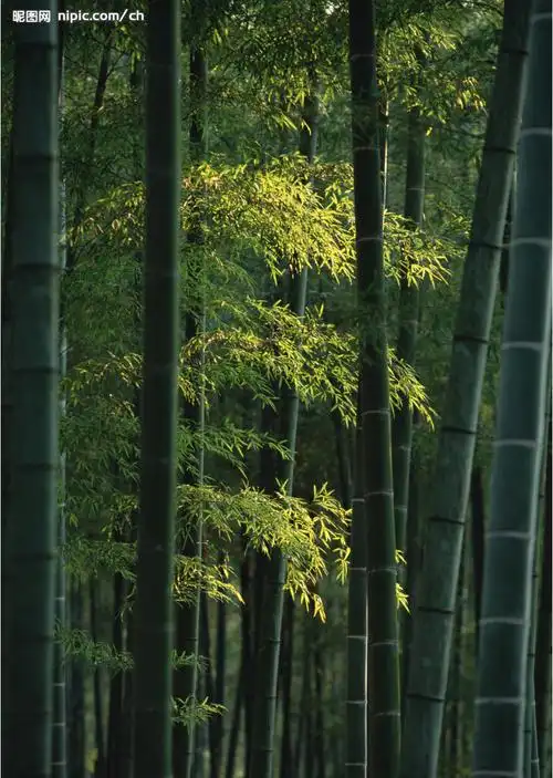 竹子的预览图 点击看大图