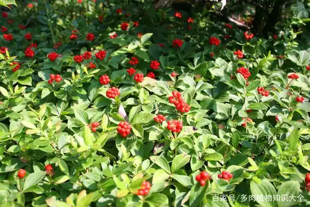 瑞典草茱萸,多功能的家庭盆栽,草药和果酱都由它制作