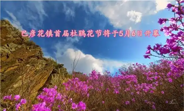 阿鲁科尔沁旗巴彦花镇首届杜鹃花节将于5月6日开幕