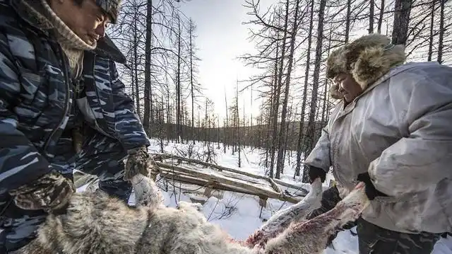 西伯利亚捕狼人的日常狩猎生活