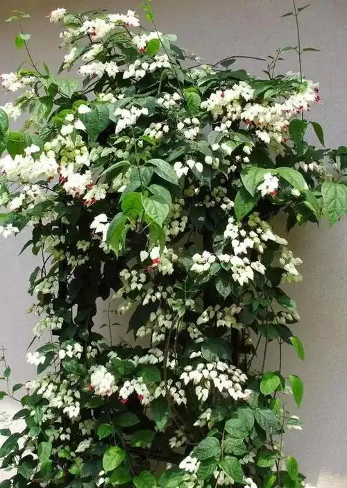 龙吐珠第1页 - 绿手指 - 养花技巧,花生病了怎么办,花园打理和设计