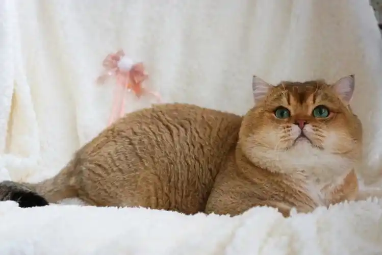 励志做一个金渐层25色推广大使