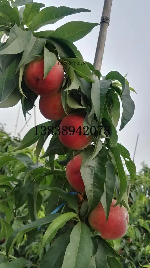 6月中旬成熟 桃树苗新品种 光战三号桃树苗