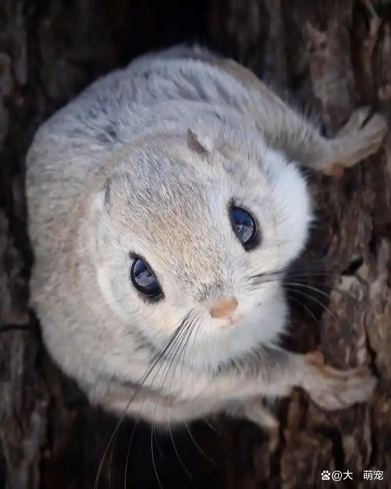 非常可爱的小飞鼠,圆圆的大眼睛很呆萌!