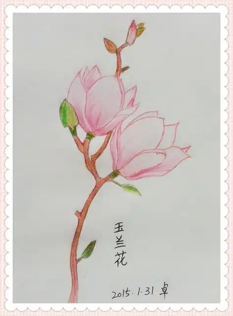 玉兰花手绘 玉兰花手绘墙画图片