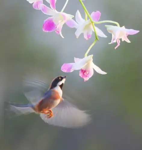 137《中国光影名人堂》花鸟-生态类摄影作品周刊