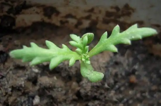 野菊花和菊花有何区别