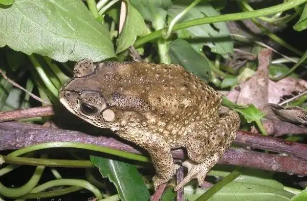 女研究生吃癞蛤蟆为治青春痘 差点要了命