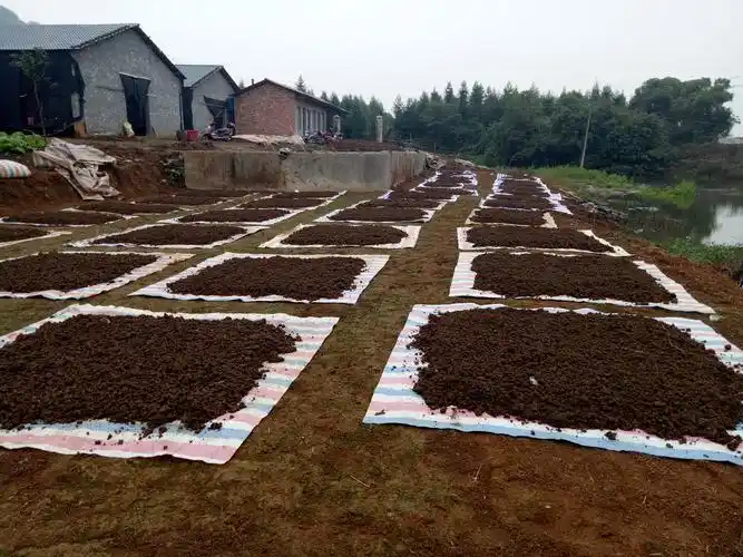 养殖蚯蚓是农村最简单的创业