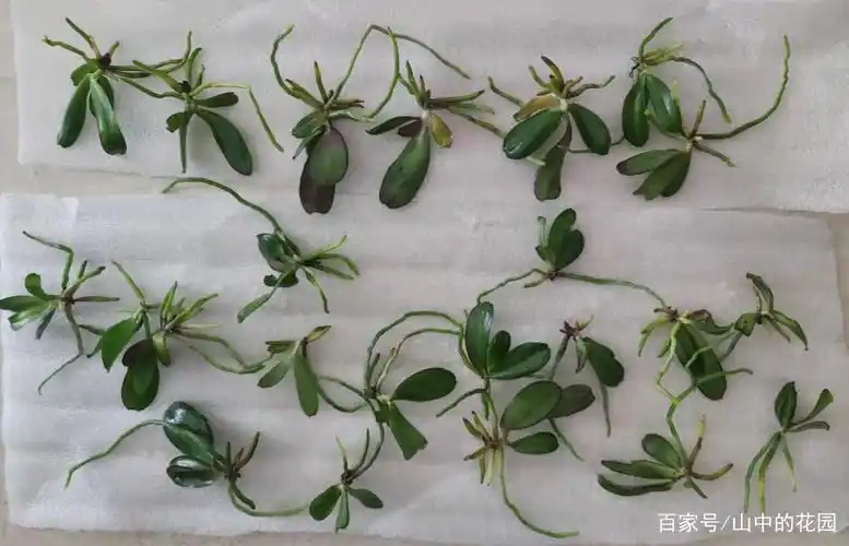 蝴蝶兰苗 - 热门商品专区