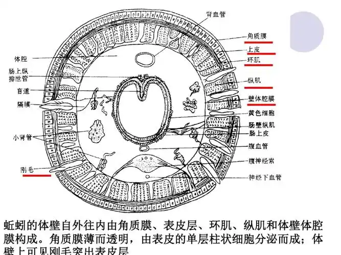 实验6蚯蚓的横切面观察