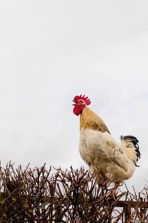 公鸡打鸣的原因和意义