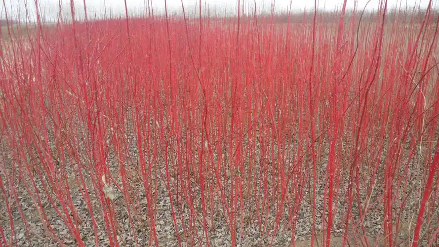 两米高的红瑞木价格多少钱一棵