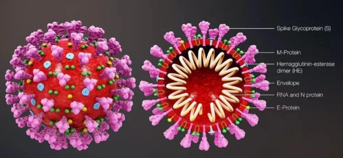 南非新冠变异病毒有多厉害我们将要打的疫苗还有用吗