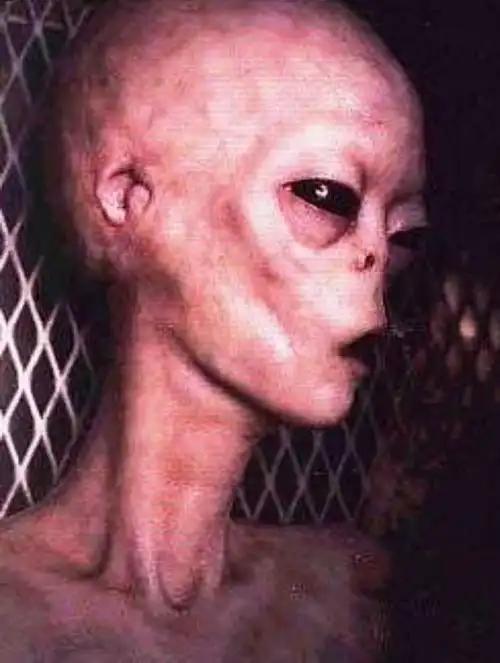 ufo新闻之小灰人背后的企图|ufo|罗斯威尔|外星人|希尔_网易订阅