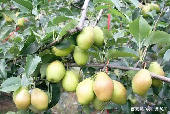 红香酥梨是中国农科院郑州果树所以库尔勒香梨为母本,鹅梨为父本杂交