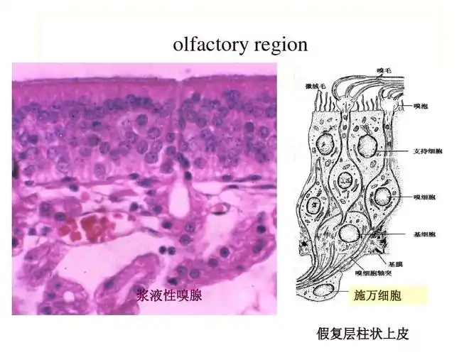 olfactory region 浆液性嗅腺 施万细胞 假复层柱状上皮
