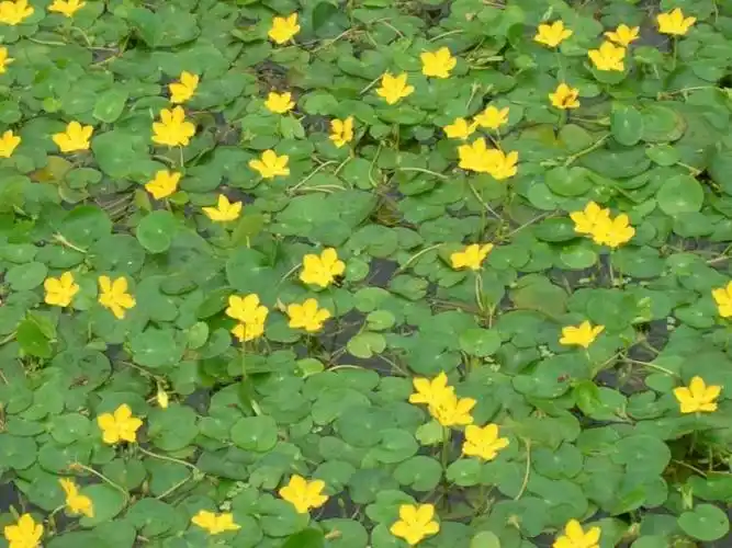 荇菜图片荇菜野菜植物图片