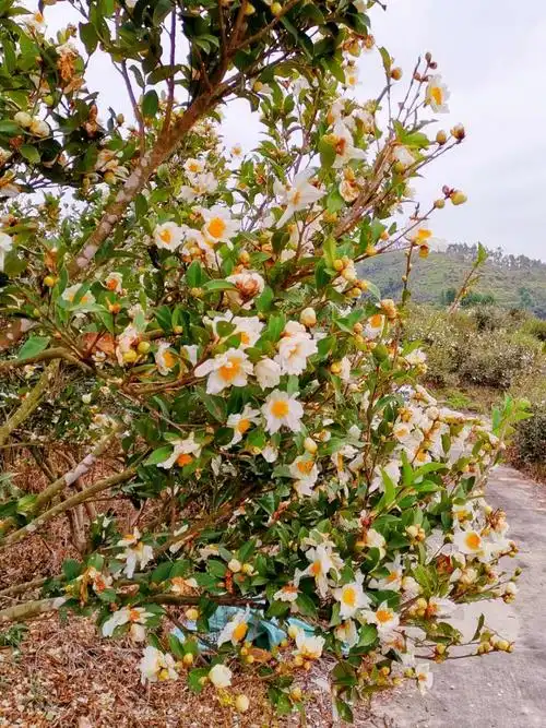 冬日里盛开的油茶花