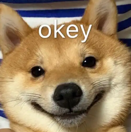 萌宠gif汪星人gifokgif同意gif搞怪gif逗gif