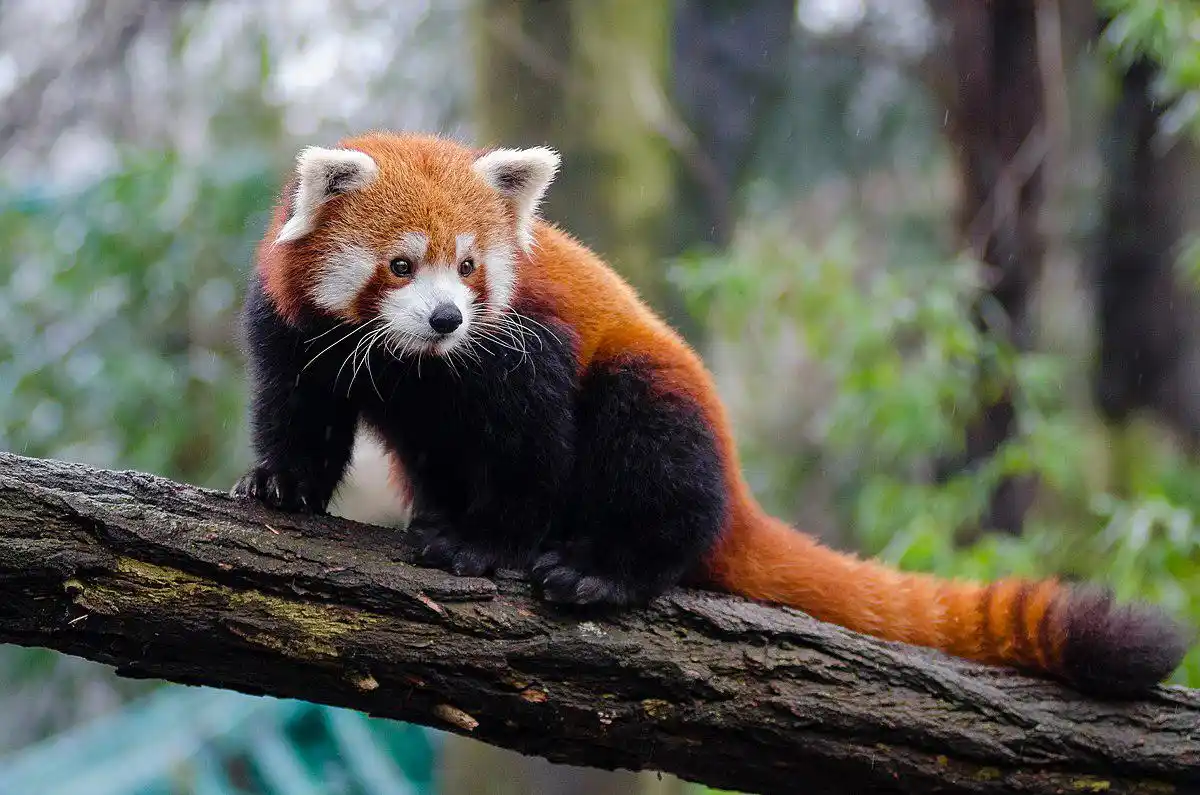 四川峨眉发现小熊猫,全身红褐色,被吓后会站起来举双手"投降"