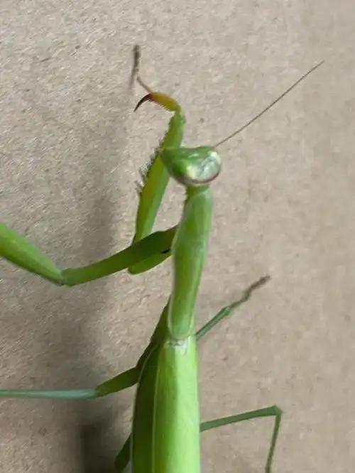 不断有飞到家里的螳螂#晒出我收藏的昆虫标本  #标本  #锹甲  #螳螂