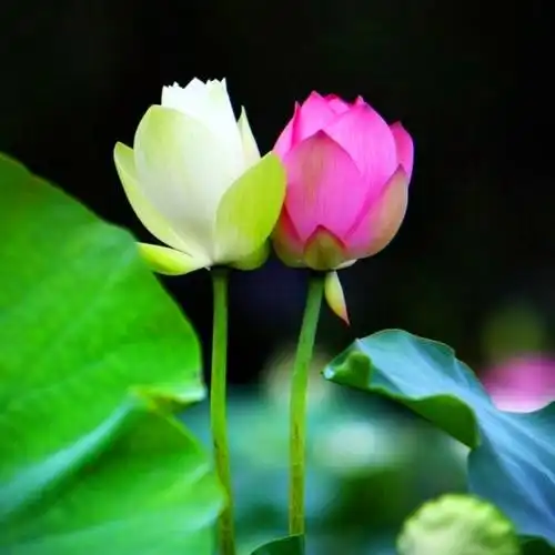 佛系图片头像禅意荷花 独一无二的佛系莲花图片微信头像_微信头像