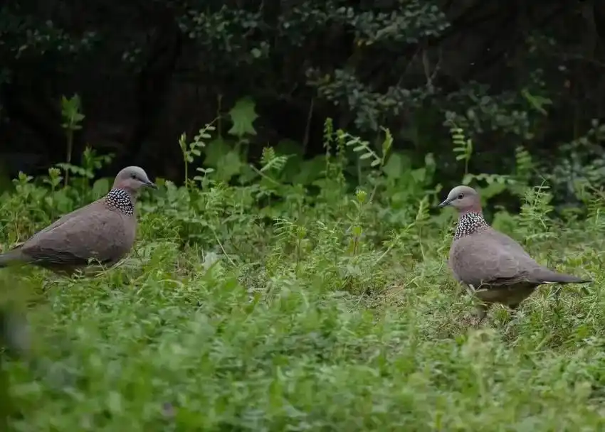 小区里的珠颈斑鸠.珠颈斑鸠(学名:streptopelia  - 抖音
