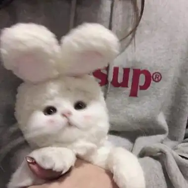 小猫照片可爱头像高清可爱小猫的照片卖萌图片头像