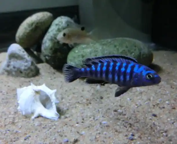 这是闪电王子还是特蓝斑马求答案