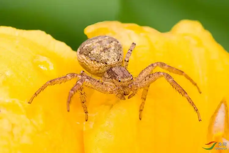 蟹蛛