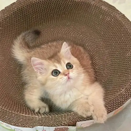 金渐层幼猫纯种金渐层宠物猫金渐层