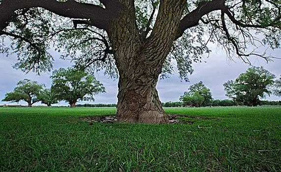 绿色大树图片_绿色大树图片大全_绿色大树图片下载