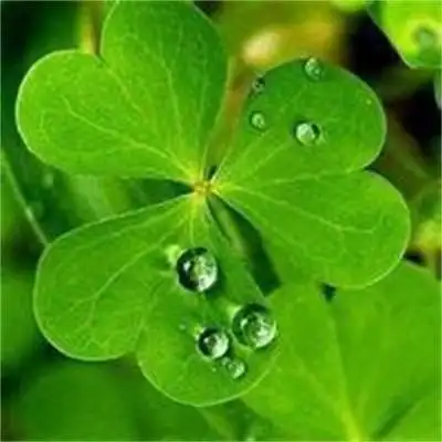 真实风景图片大自然花草微信头像唯美风景高清