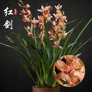 22红剑 兰花盆栽四季兰草名u贵浓香花苞室内阳台建兰花卉绿植a.