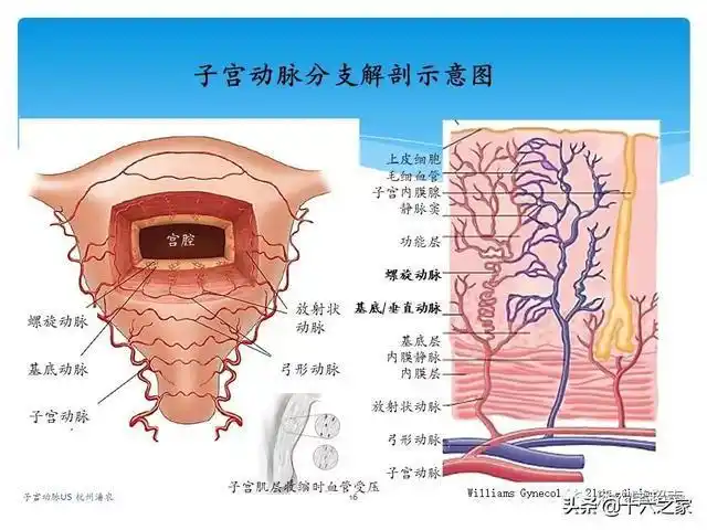 子宫动脉超声检查