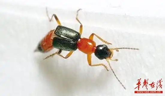 网传隐翅虫有剧毒可致人死亡专家回应