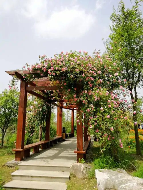 愿留春住_鹅湖玫瑰园小记