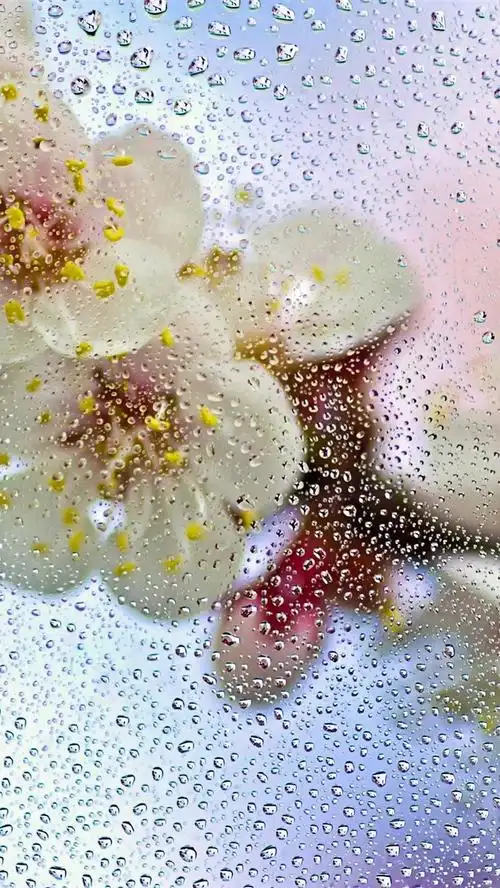 壁纸 玻璃,水滴,花朵,朦胧 2560x1600 hd 高清壁纸, 图片, 照片