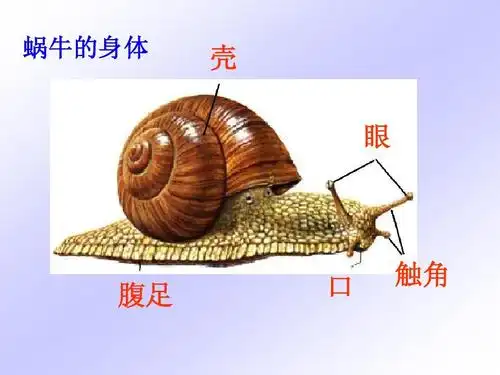 s版三年级语文6《蜗牛》课件
